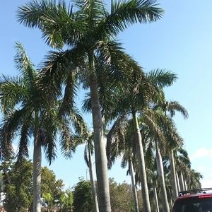 Meet your Posher, Lourdes